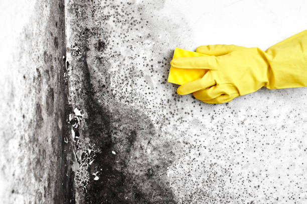 Best Mold Removal Company Near Me  in Tahoma, CA