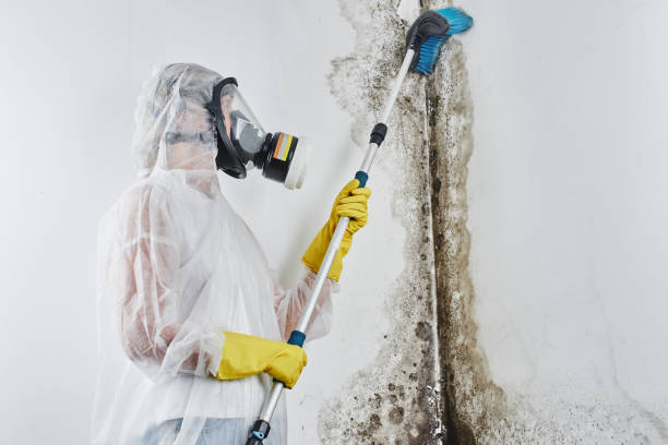 Best Fast Mold Removal  in Tahoma, CA