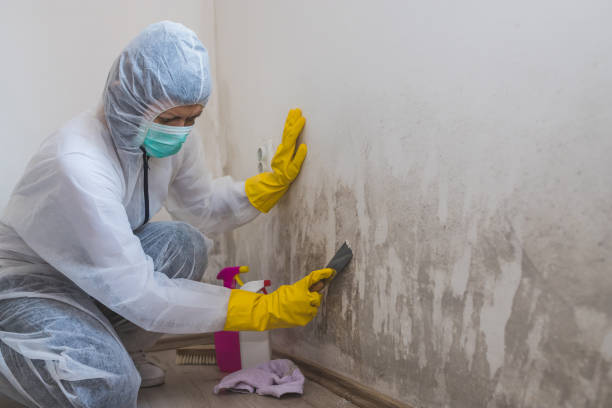 Best Office Mold Removal Services  in Tahoma, CA