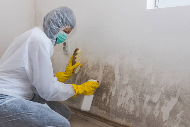 Best Same-Day Mold Removal  in Tahoma, CA