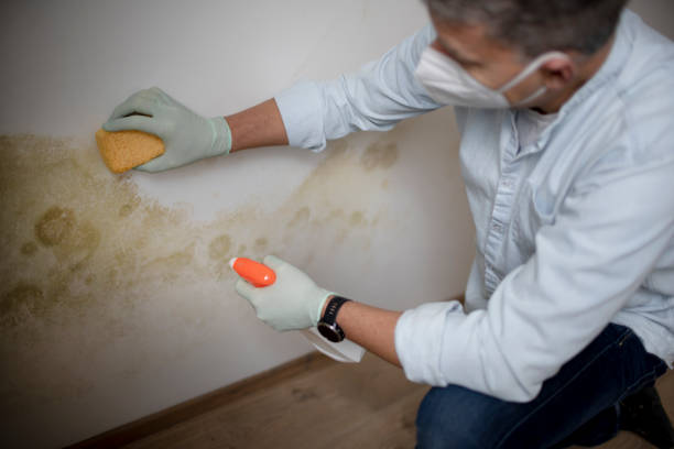 Best Professional Mold Removal  in Tahoma, CA
