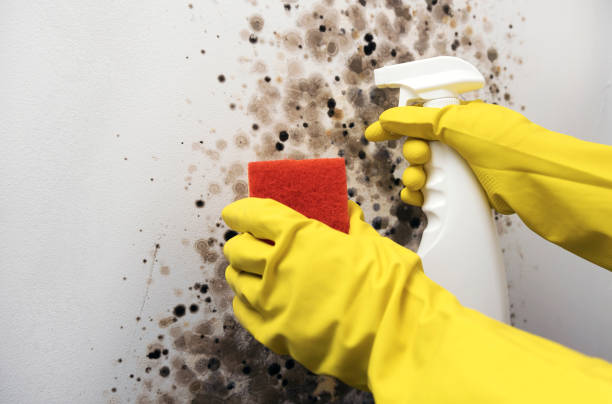 Best Fast Mold Removal  in Tahoma, CA