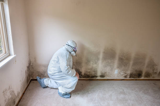 Best Mold Removal and Inspection  in Tahoma, CA