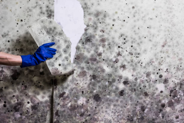 Best Home Mold Removal  in Tahoma, CA