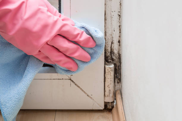 Mold Removal and Inspection in Tahoma, CA